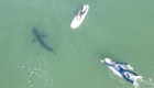 Mira como este tiburón blanco se acerca a surfistas