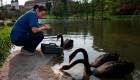 Crían cisnes negros para el consumo en Corea del Norte