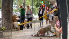Este mono sorprendió en las calles de Puerto Rico y no se ha dejado atrapar