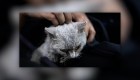 Muere el gato perdido entre cenizas y lava en La Palma