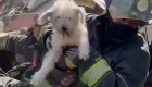 Bomberos rescatan a "Rufian", un perro atrapado entre escombros