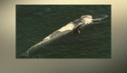 Tiburones devoran restos de una ballena