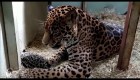 Nacen adorables bebés jaguar en zoológico de México