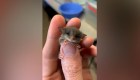 Minúscula zarigüeya se recupera tras ataque de gato
