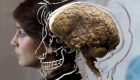 Conoce algunos de los mitos sobre el cerebro humano