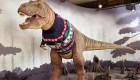 Este dinosaurio de un famoso museo está listo para Navidad
