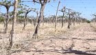 Sequía preocupa a agricultores en San Juan