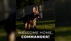 Conoce a Commander, el nuevo cachorro de Joe Biden