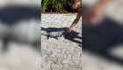 El momento en que una mujer es atacada por una iguana