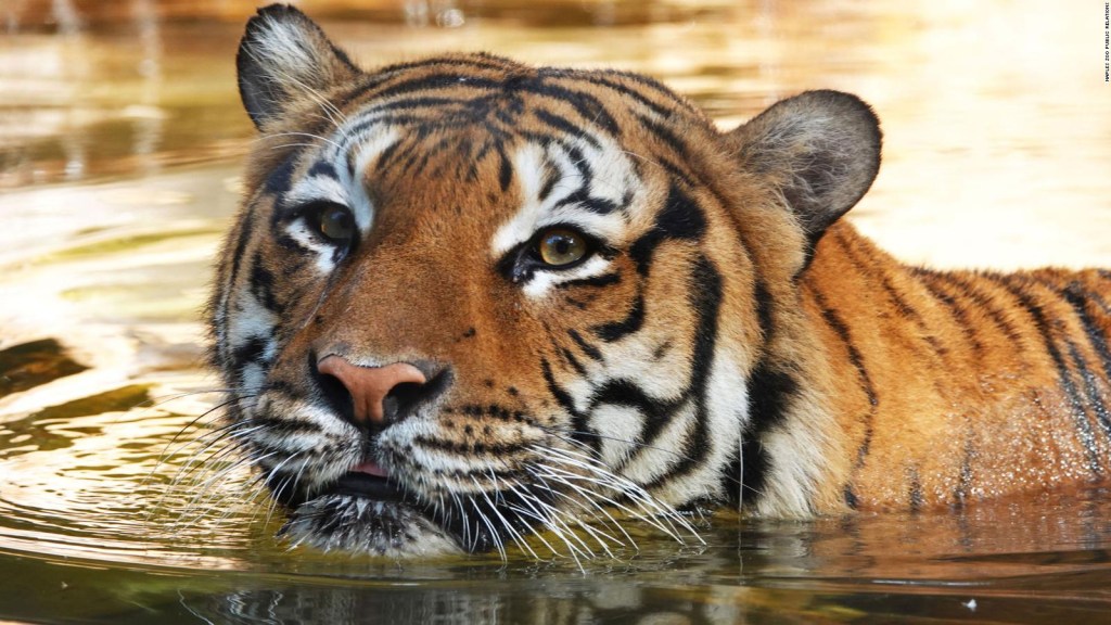 Un tigre atacó a un trabajador en un zoológico