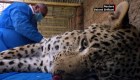 Mira cómo se recupera este leopardo persa tras su rescate