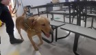 Perros ahora detectan casos de covid-19 en una escuela