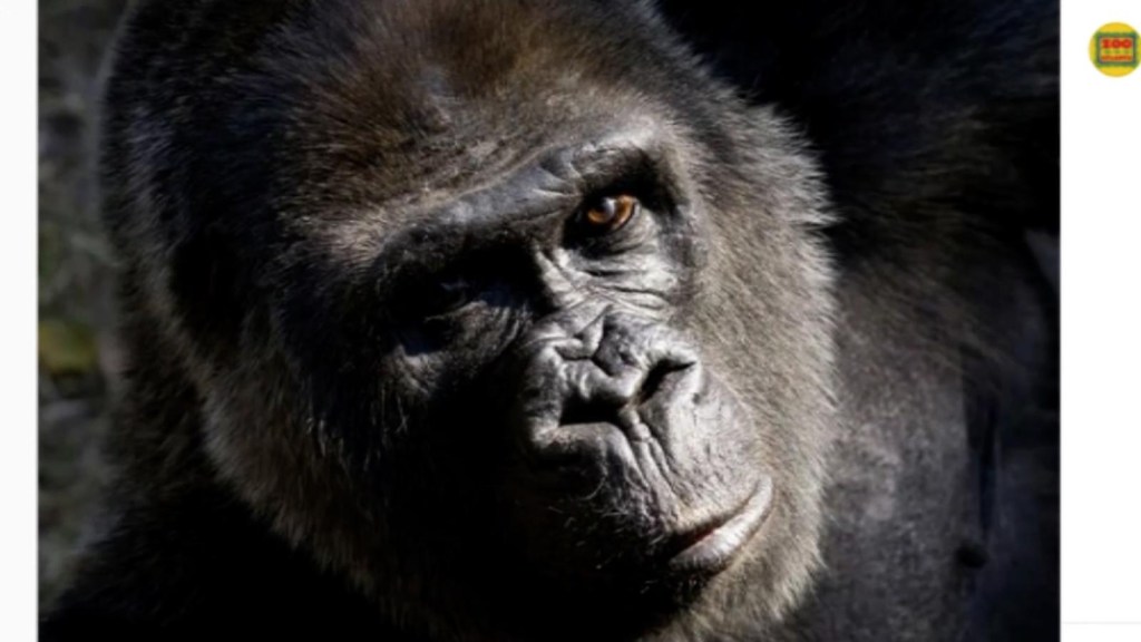 Practican eutanasia a Choomba, la gorila del Zoo de Atlanta