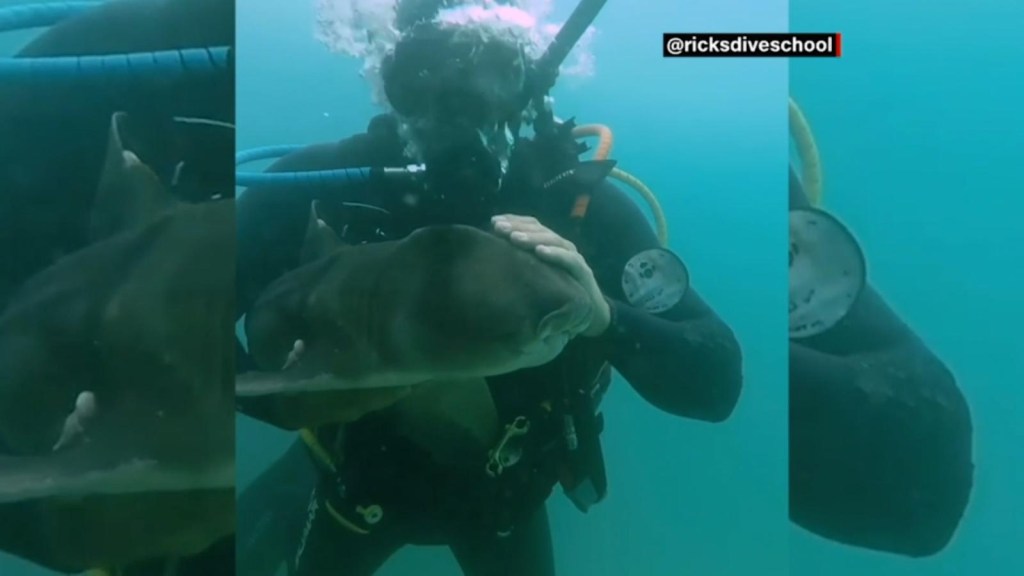 Mira el reencuentro bajo el mar entre un buzo y un tiburón