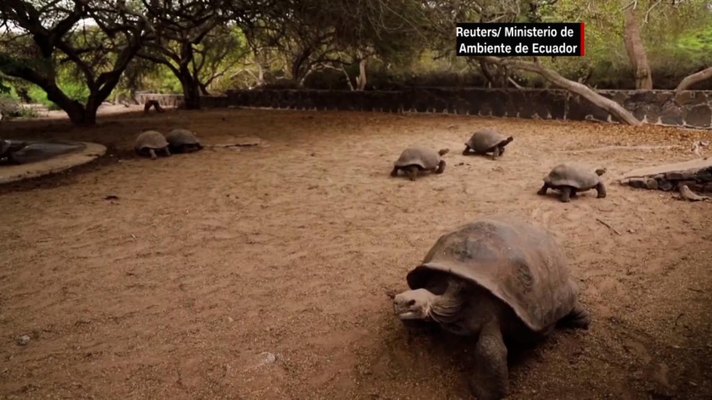 Así liberaron a tortugas gigantes en las Islas Galápagos