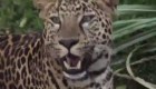 Leopardos en peligro de extinción se mudan a Perú