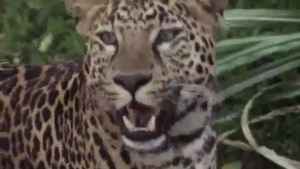 Leopardos en peligro de extinción se mudan a Perú