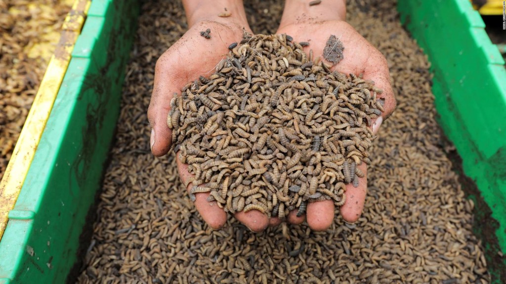 Conoce esta peculiar granja de moscas en Kenia