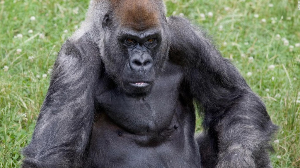 Muere el gorila macho más viejo del mundo