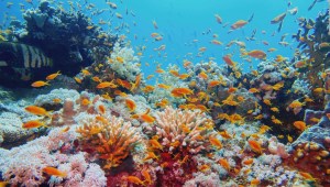 Australia: US$ 700 millones para Gran Barrera de Coral
