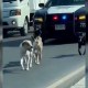 Salva a perritos que cruzaban carretera de Monterrey