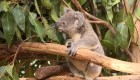 ¿Por qué Australia invertirá US$35 millones en koalas?