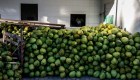 Descubren cocaína en 20.000 cocos que iban a Europa