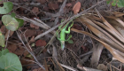 "Llueven" iguanas en Florida: te explicamos cómo y por qué ocurre