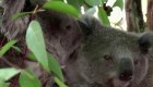 Designan a koalas como especie en peligro