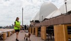 Perros espantan a gaviotas en un restaurante de Sidney