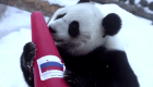 Pandas predicen los ganadores en los Olímpicos de Invierno