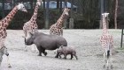 La reacción de un bebé rinoceronte ante otros animales