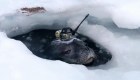 Un estudio revela que una foca nadó más de 600 km