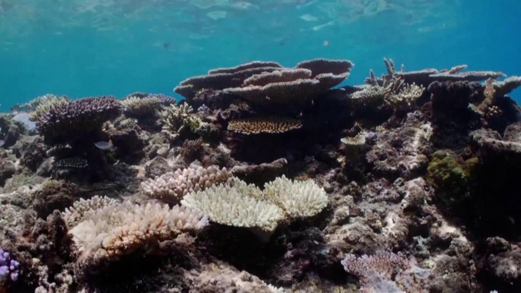 La Gran Barrera de Coral se enfrenta a un blanqueamiento masivo