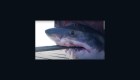 Tiburón blanco de más de 700 kilos nada en la costa de Florida