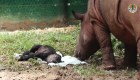 Cría de rara especie de rinoceronte nace en Indonesia