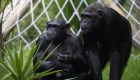 Chimpancés logran reconocer cráneos de su propia especie