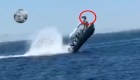 Accidente entre ballena y lancha en México deja 6 heridos