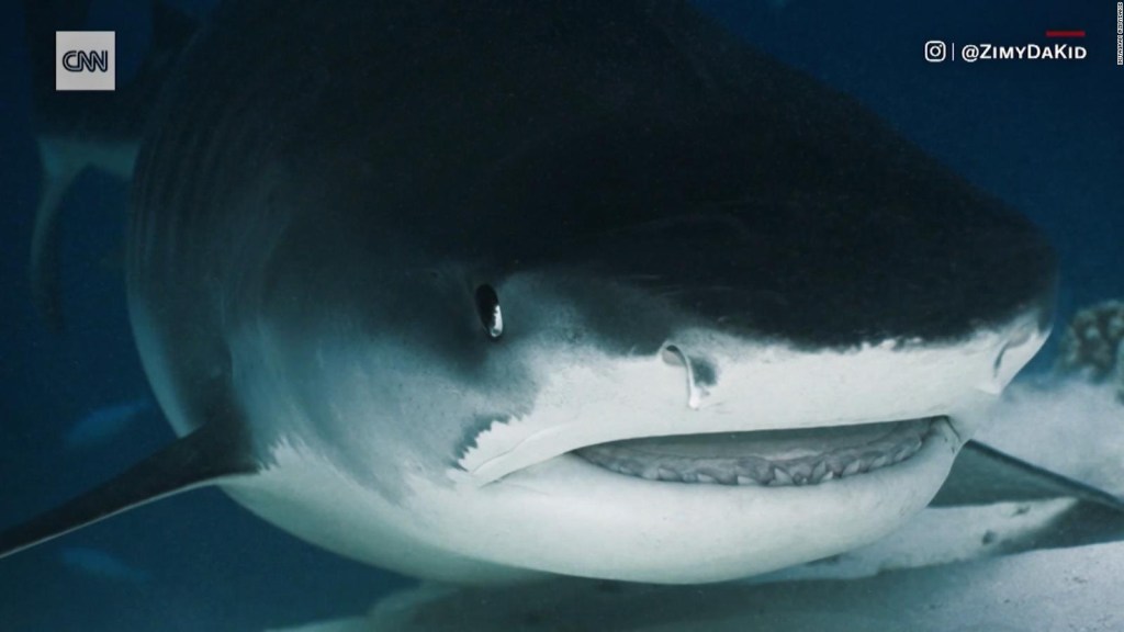 Mira cómo esta cámara terminó en la boca de un tiburón