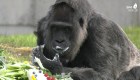 Así celebra la gorila más longeva en cautiverio sus 65 años