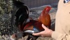 Peleas de gallos en España podrían tener los días contados