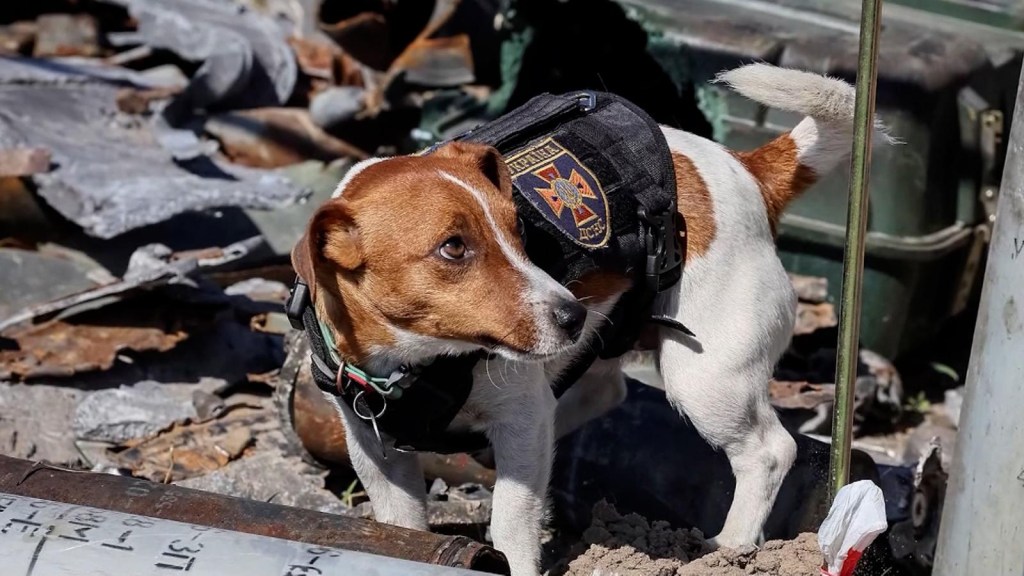 Cannes premia un perro entrenado para detectar minas