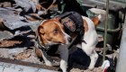 Cannes premia un perro entrenado para detectar minas