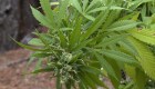 Este país regalará un millón de plantas de cannabis
