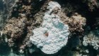 Así empeora la salud de la Gran Barrera de Coral