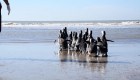 Así devuelven a 18 pingüinos a su hábitat en Argentina