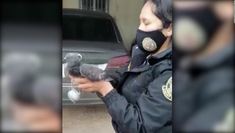 Detienen a paloma que llevaba marihuana a prisión en Perú