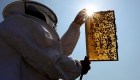 El temor de una familia de apicultores ante el cambio climático