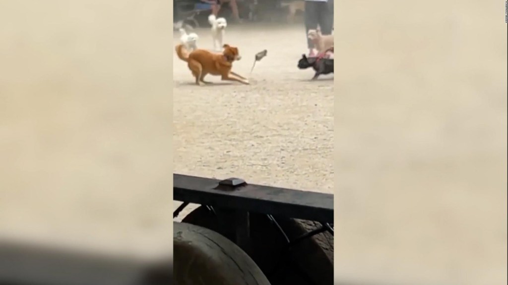 Una rata causa revuelo en parque de perros en Nueva York