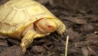 Conoce a esta tortuga albina de las Galápagos